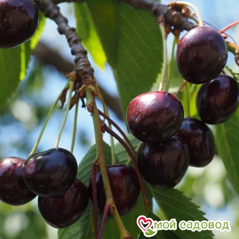 Черешня Регина