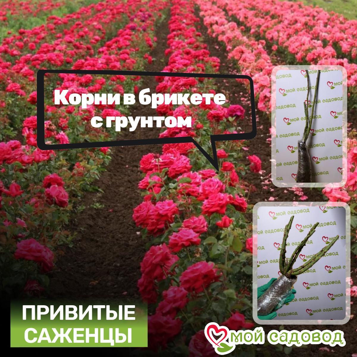 Роза штамбовая Императрица